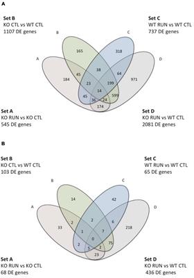 Transcriptome Analysis in a Mouse Model of Premature Aging of Dentate Gyrus: Rescue of Alpha-Synuclein Deficit by Virus-Driven Expression or by Running Restores the Defective Neurogenesis